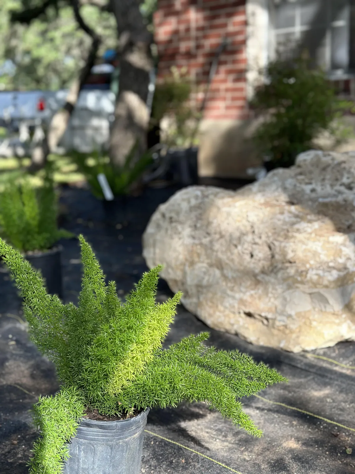 Weed control and fertilization